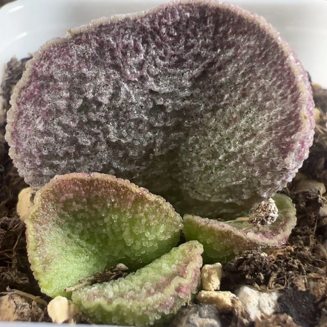 实生新品大苗多肉植物水泡