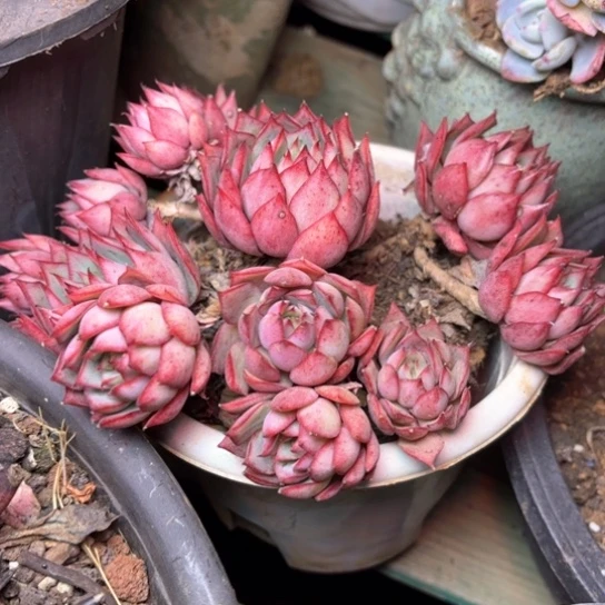 优**梦多肉植物的植物