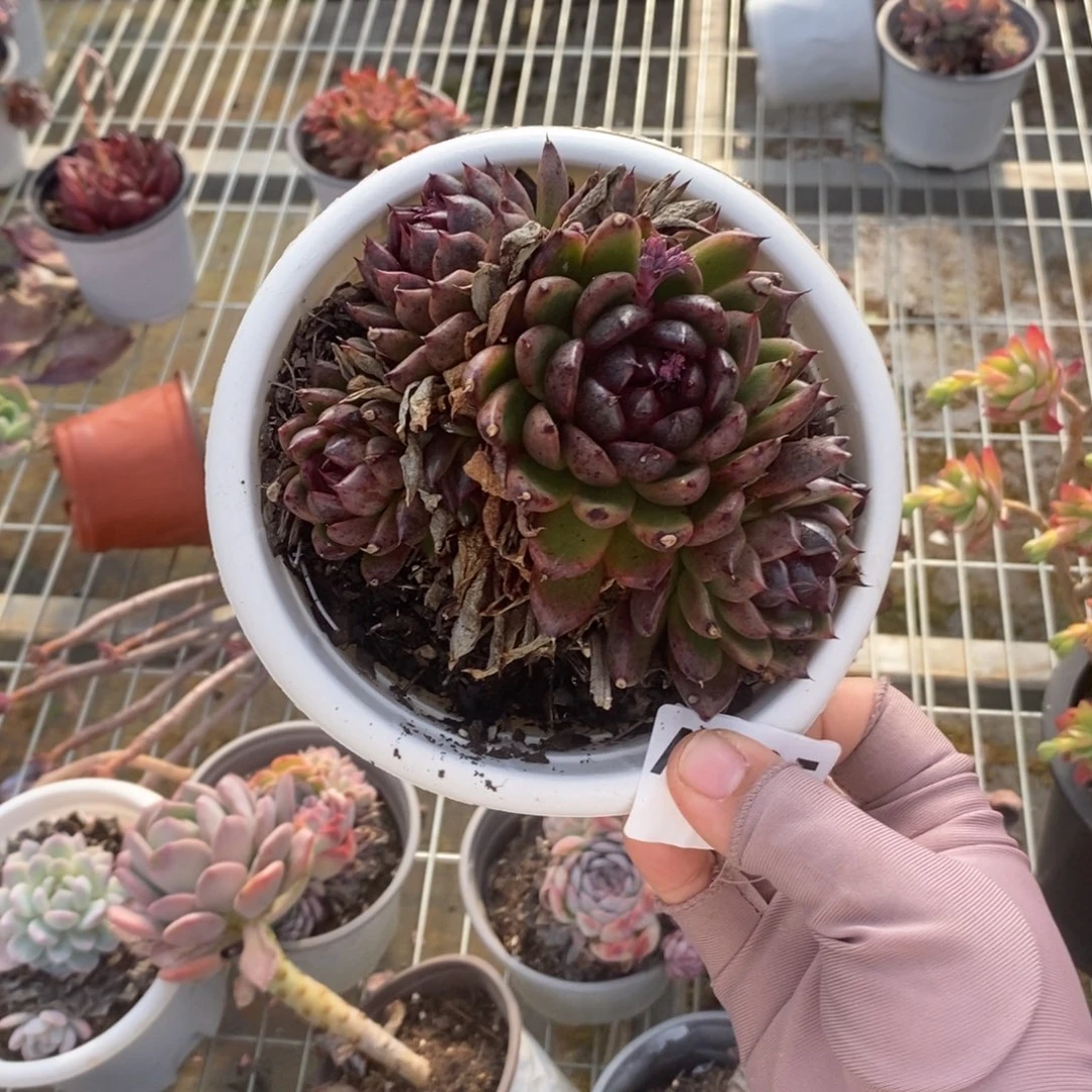 725黑水晶一物一拍