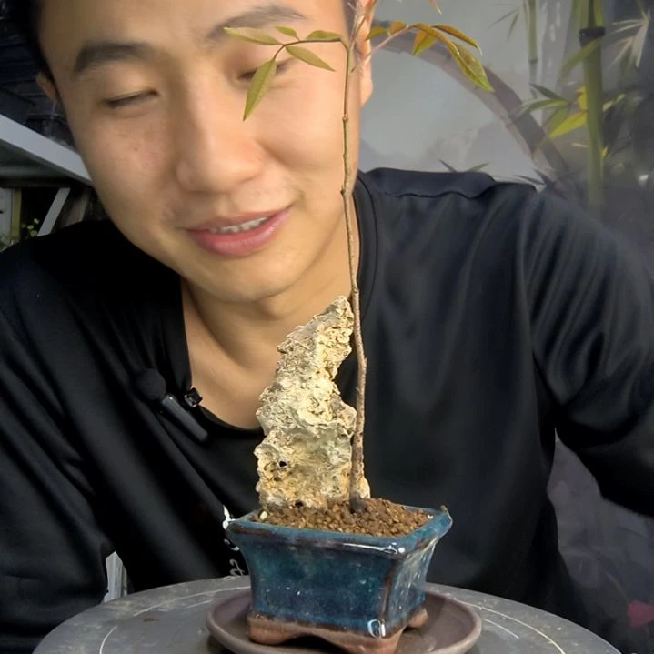 老**花中青园艺一物一拍138