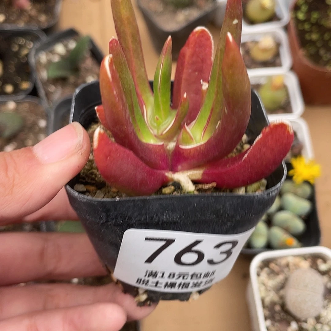 763新红妖（满18元包邮）