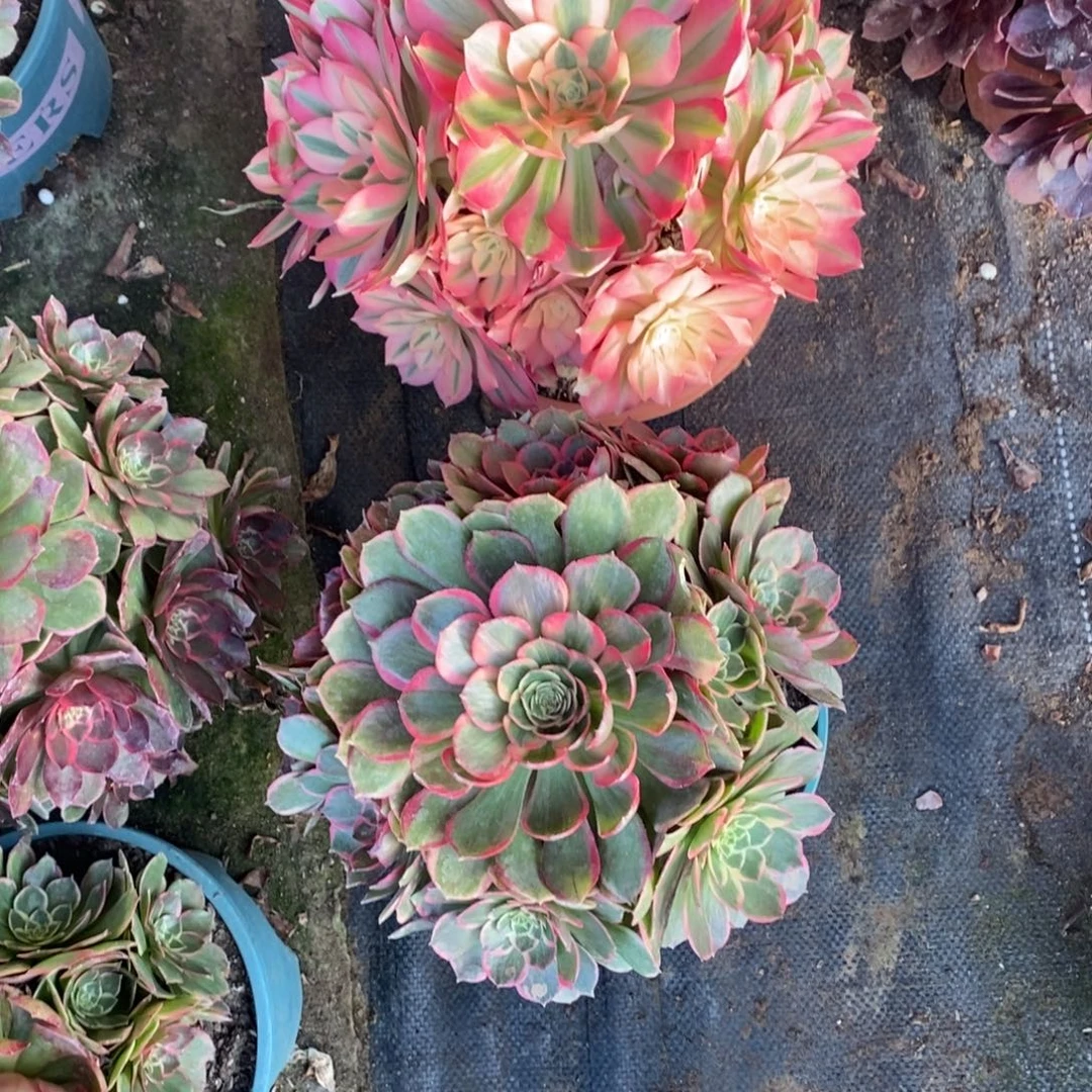 粉女巫➕粉花妖1颗多肉