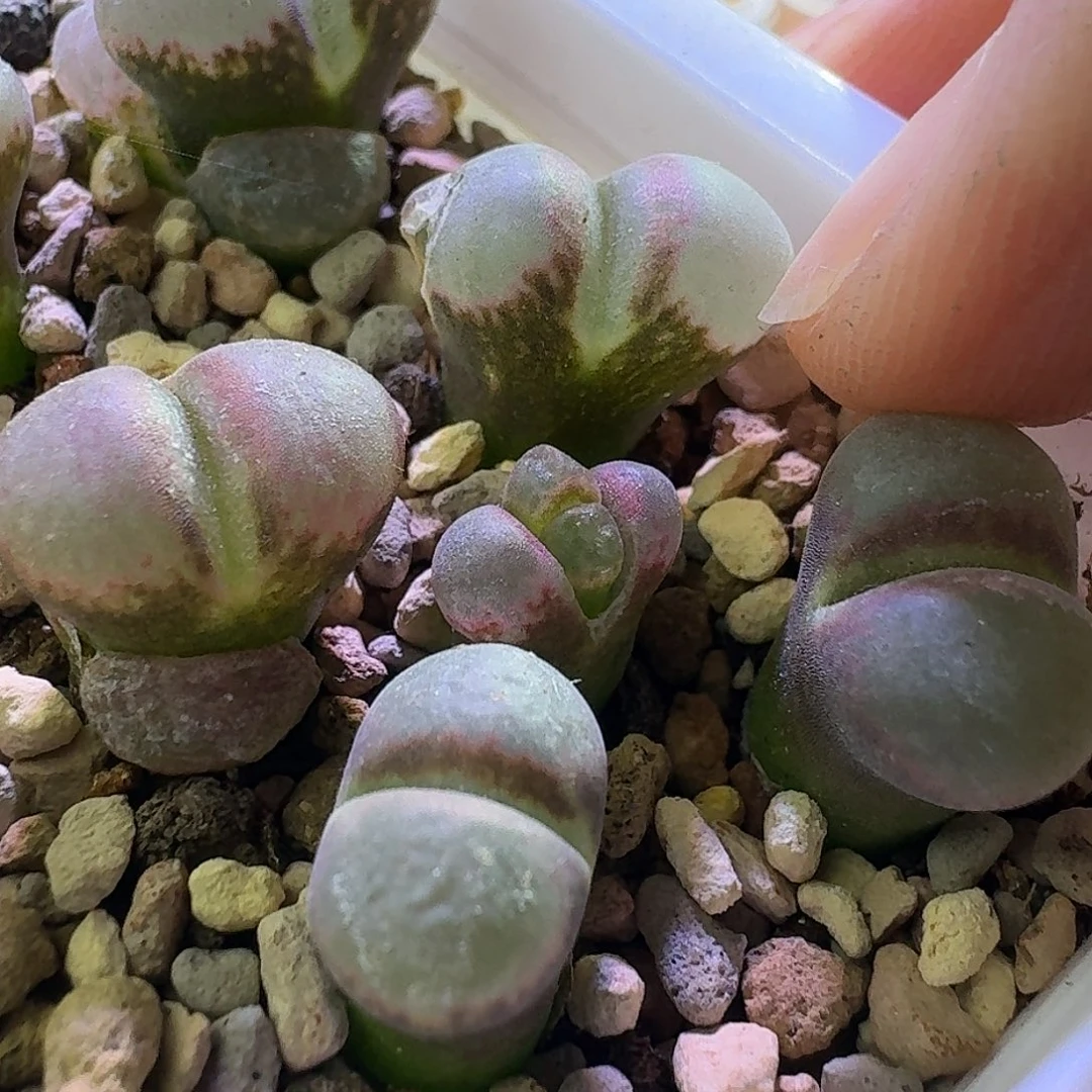 39号单头1791炸窗1.3