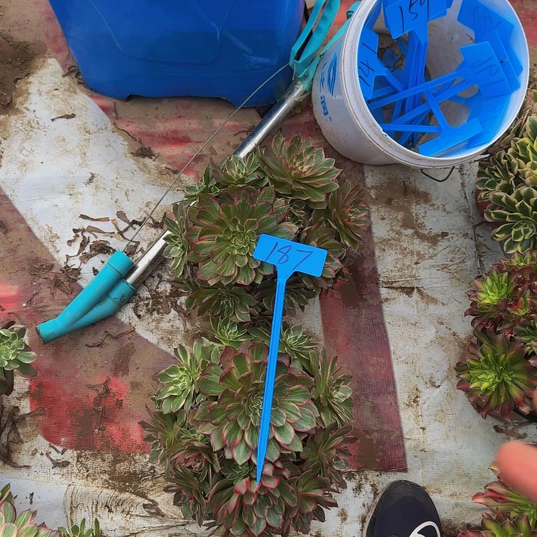 浩*187两莲花座多肉