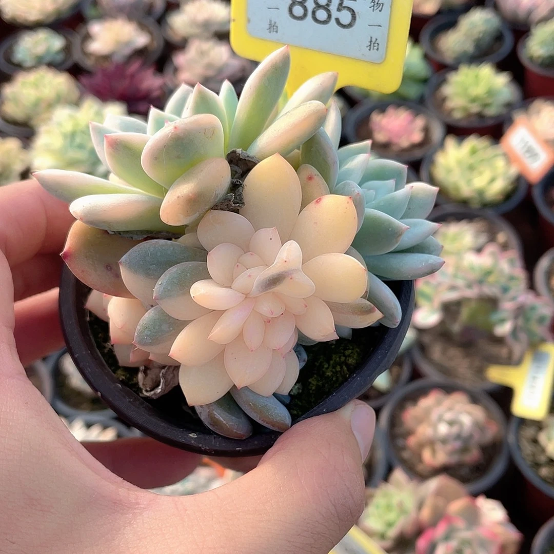 885梦露锦砍头群多肉