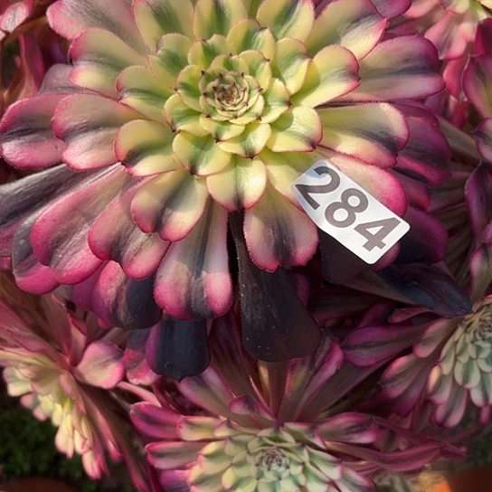 心**艺多肉植物一个