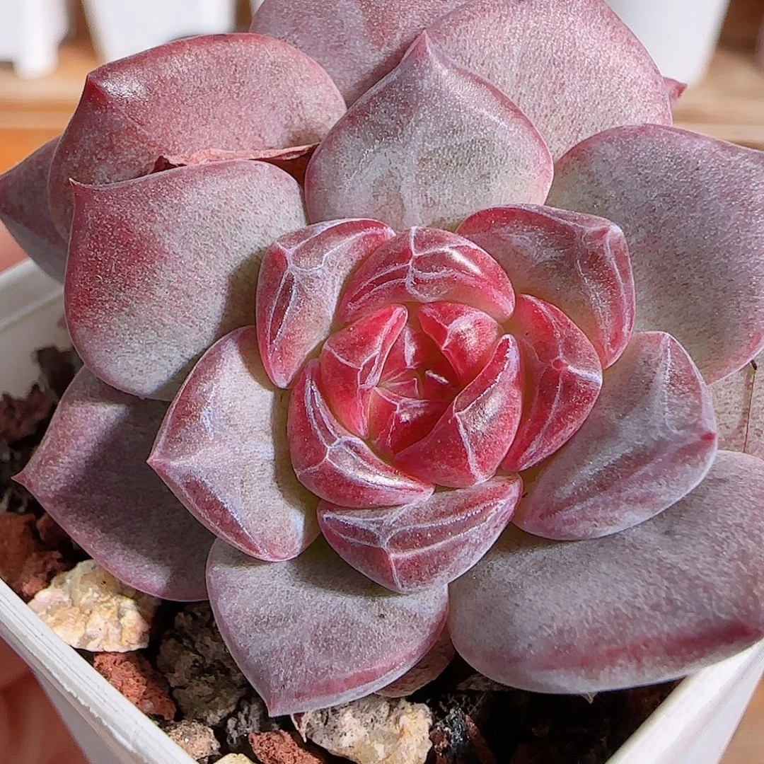 1108----822琥珀天使珍妮双头