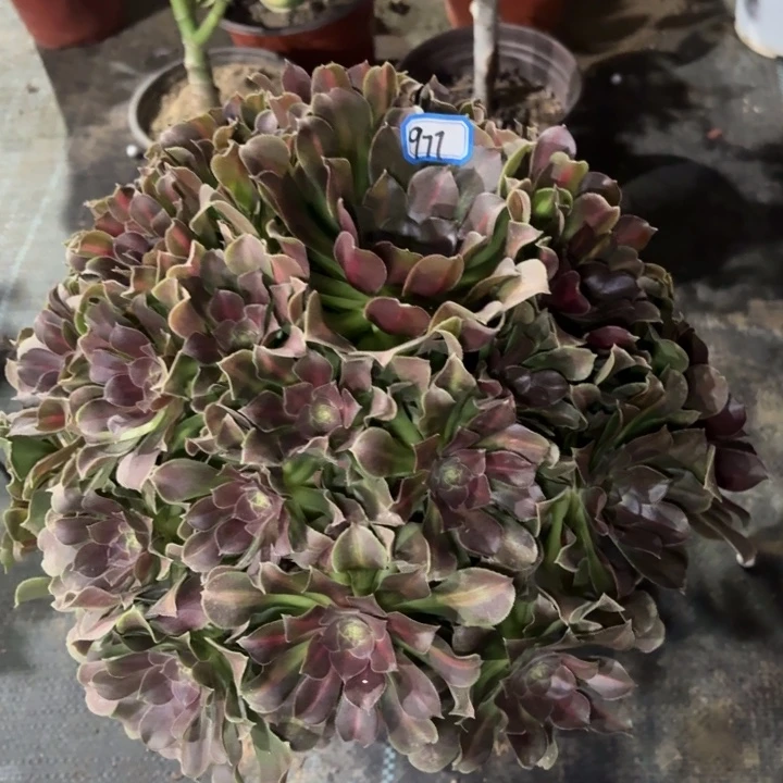 女巫中班锦977法师多肉