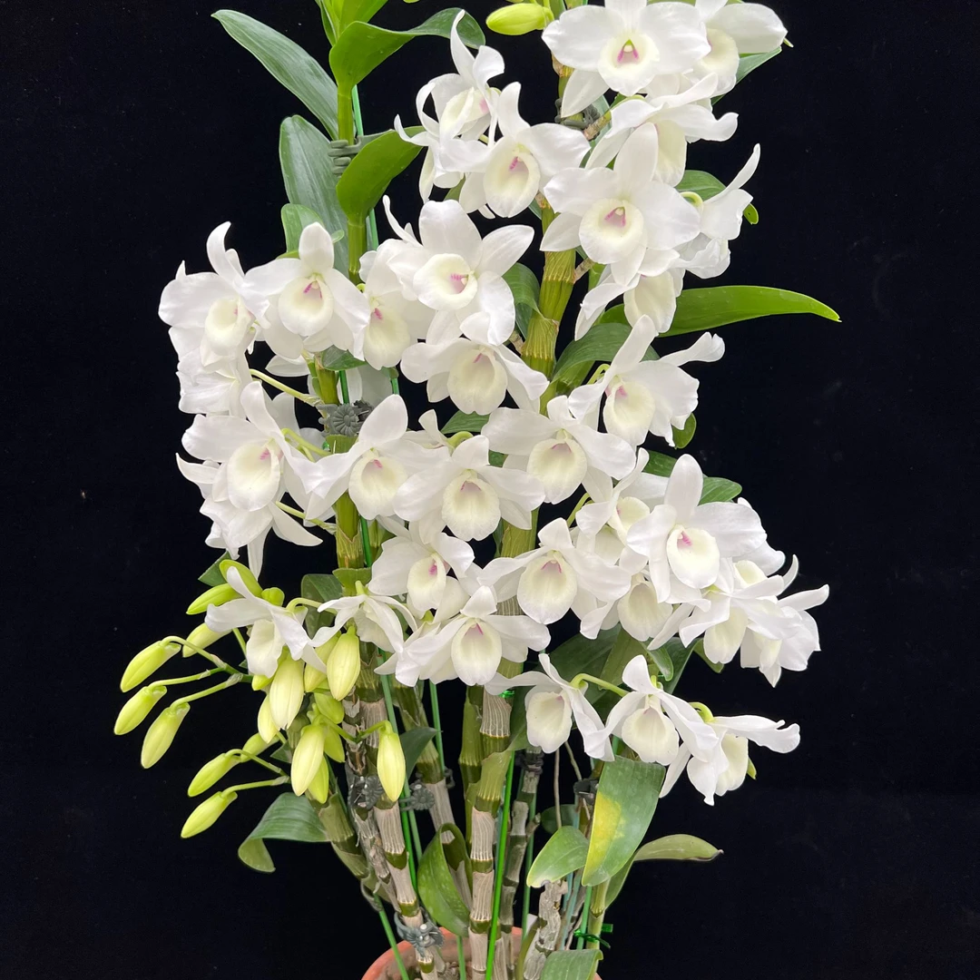（美雪）兰心兰园杂交春石斛易养易活爆花美丽洋兰高端精品