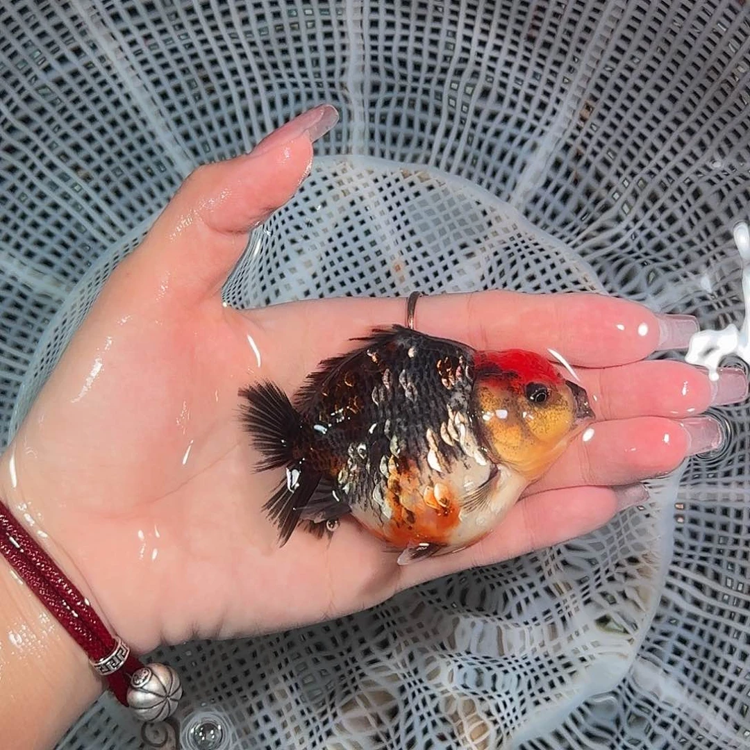 金鱼亚成红白短尾将军狮子