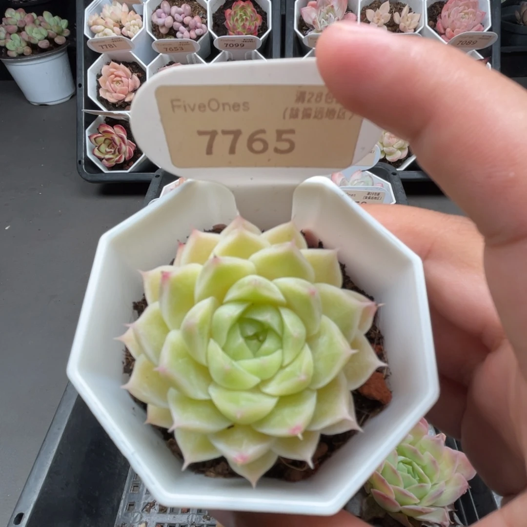 7765绿糖甜心4.5厘米