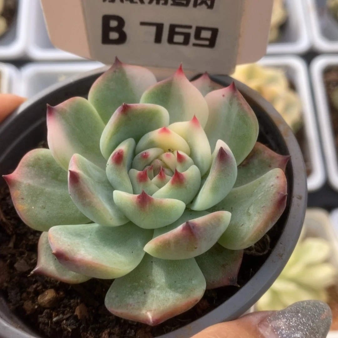 769锦锦锦锦锦锦锦锦锦