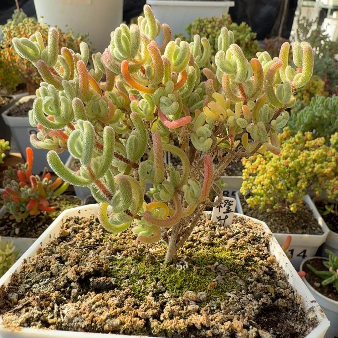 A168橙叶白锦带黄头带拉丝