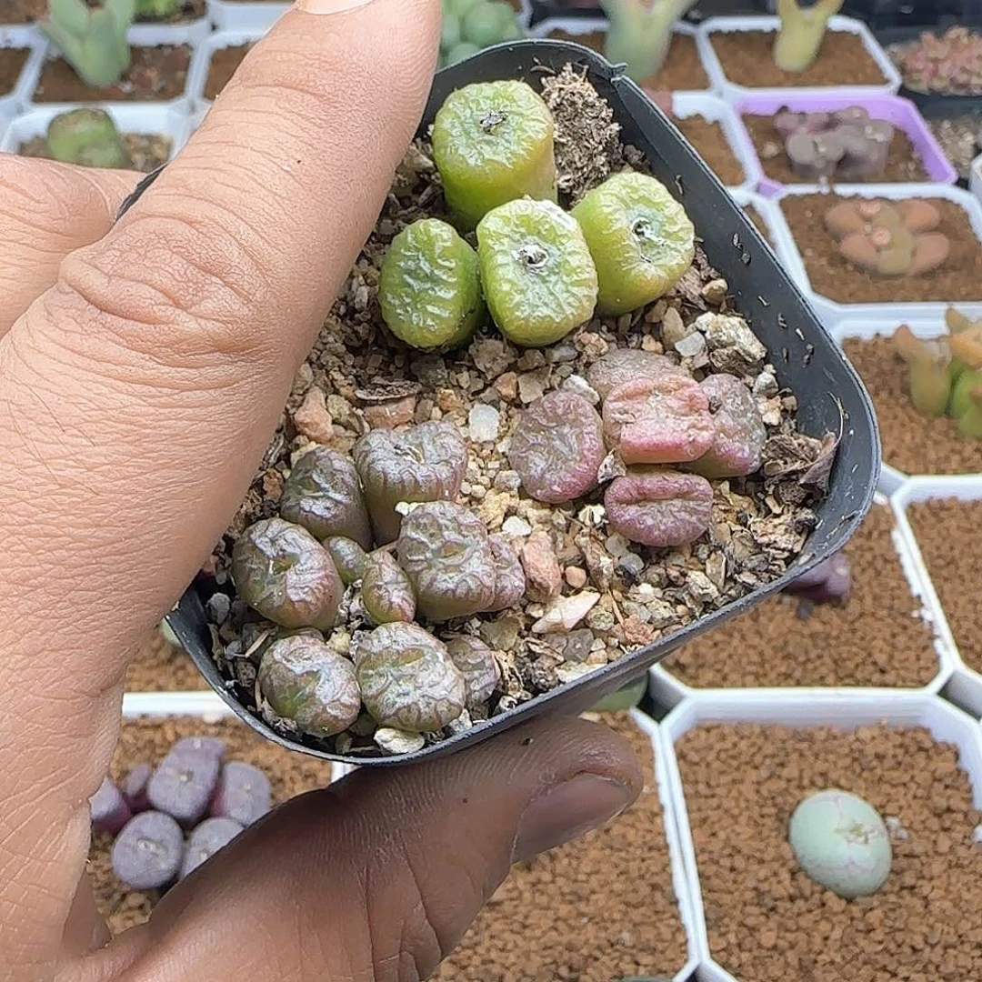 楠脱土28包邮29442