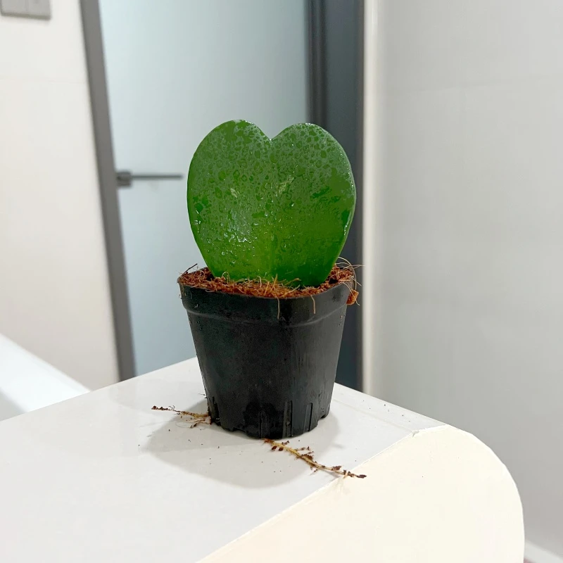 心叶球兰盆栽办公室内桌面绿植耐旱好养植物