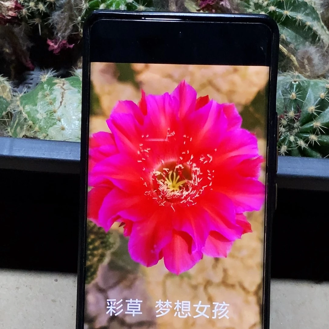 彩 梦想女孩侧芽歪20包邮/5公分 有瑕疵