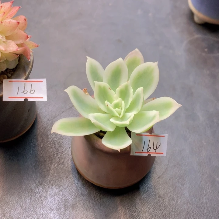 一物一拍满30包邮 164