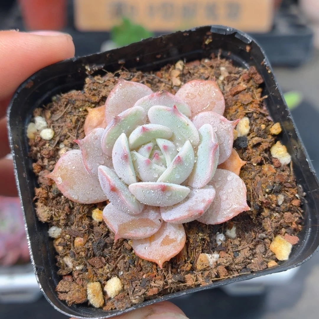 露娜莲多肉9.9包邮发货