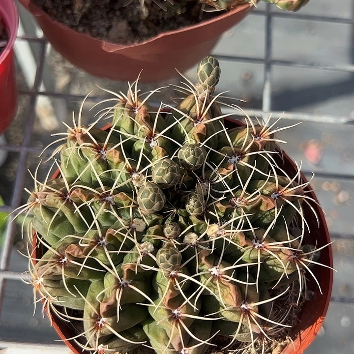 绯花玉多肉植物仙人球