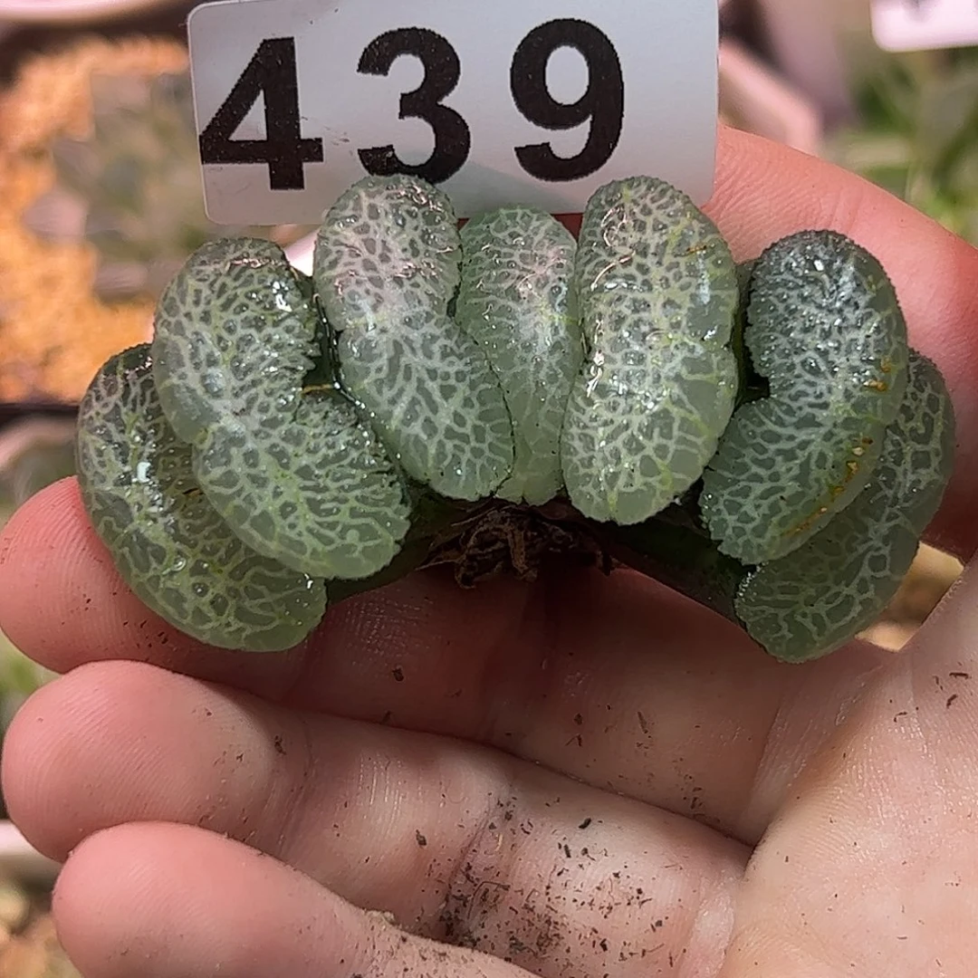 终极蓝玉扇十二卷多肉植物