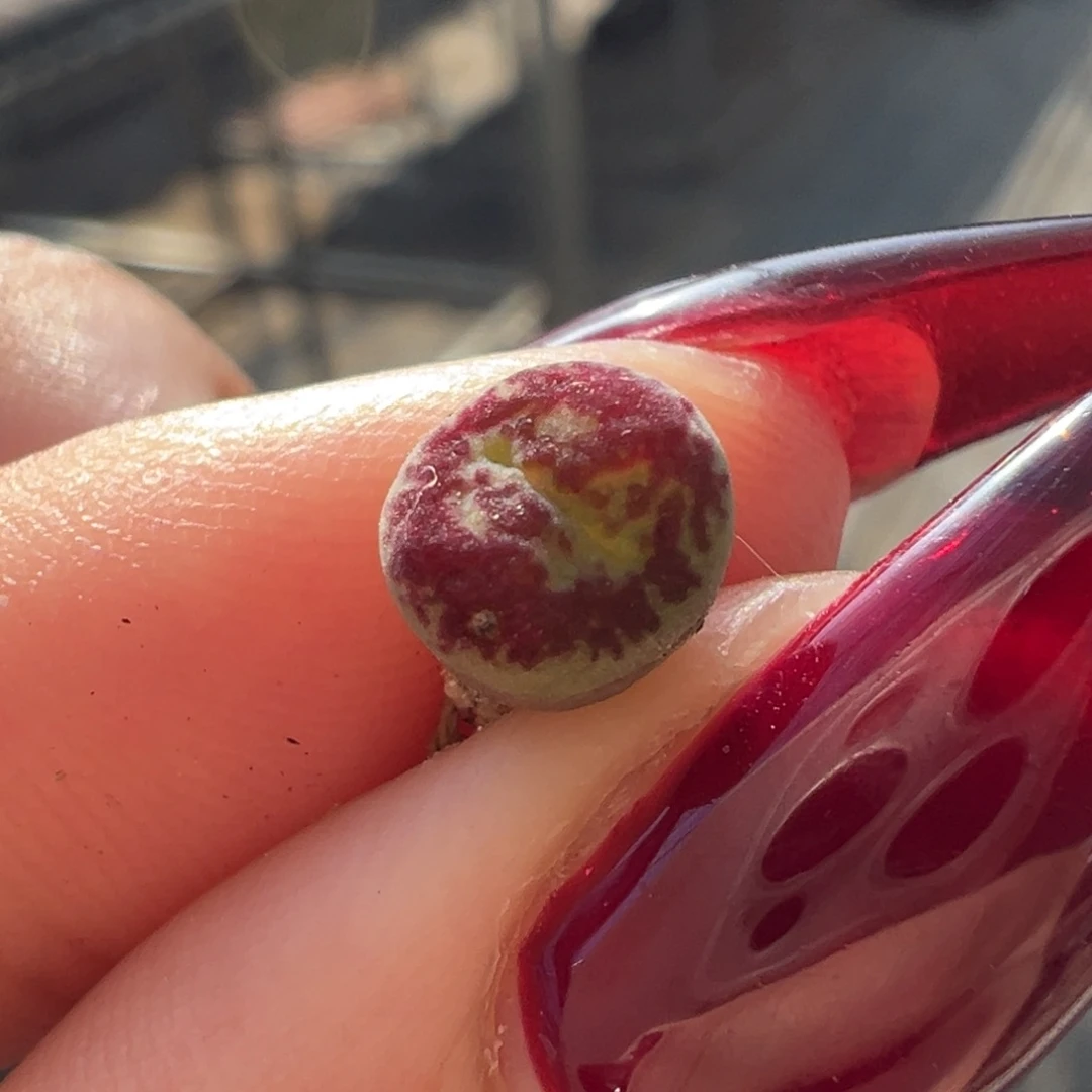 火焰大圣多肉植物