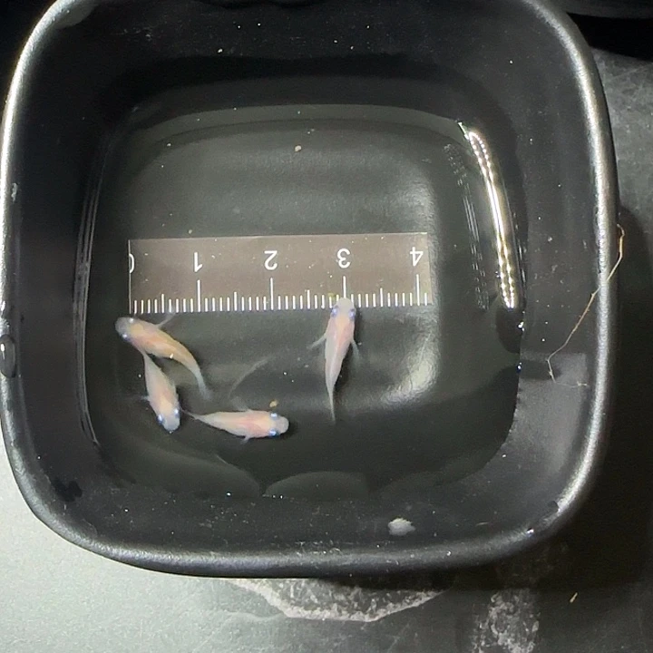 青鳉鱼小丁红白球100