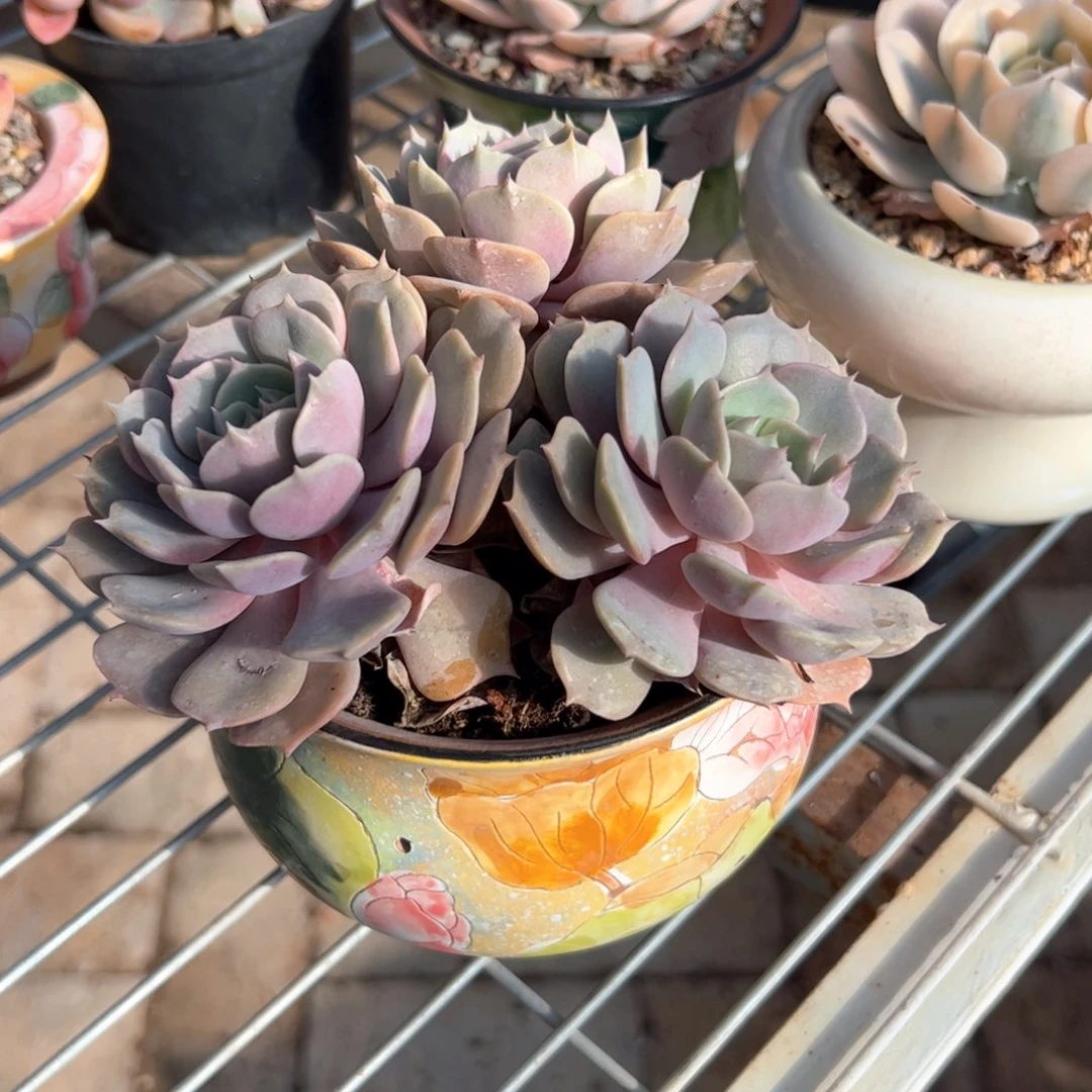 新疆包邮 粉蝶带盆