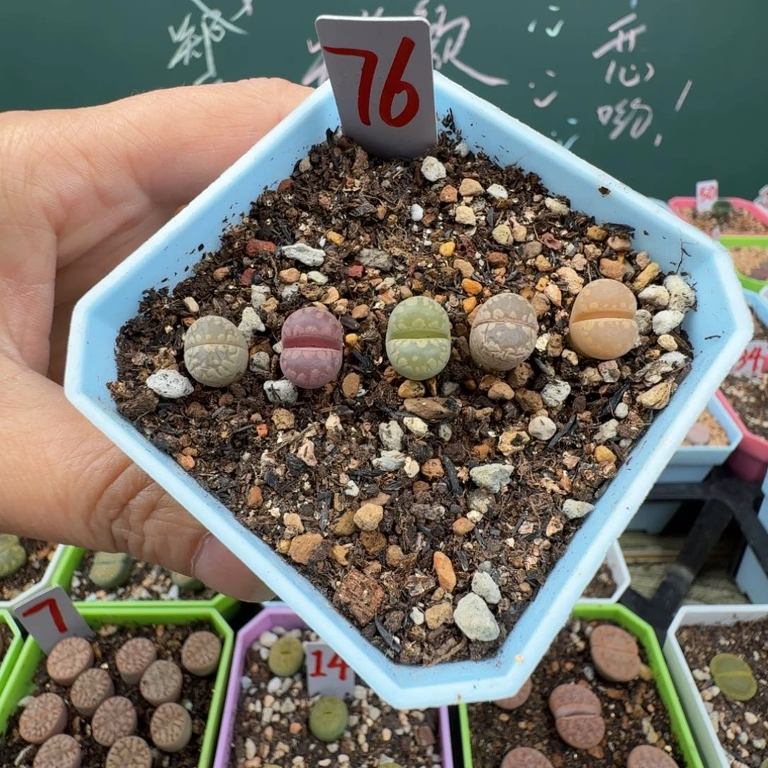 特价大牙彩套脱土发货76