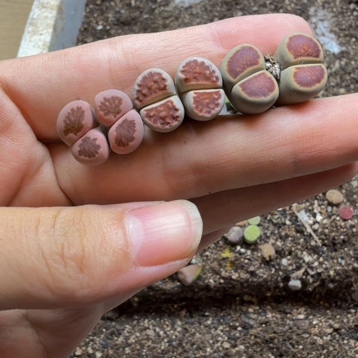 多肉植物的生长16