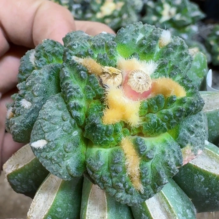 福利苗接龟甲795