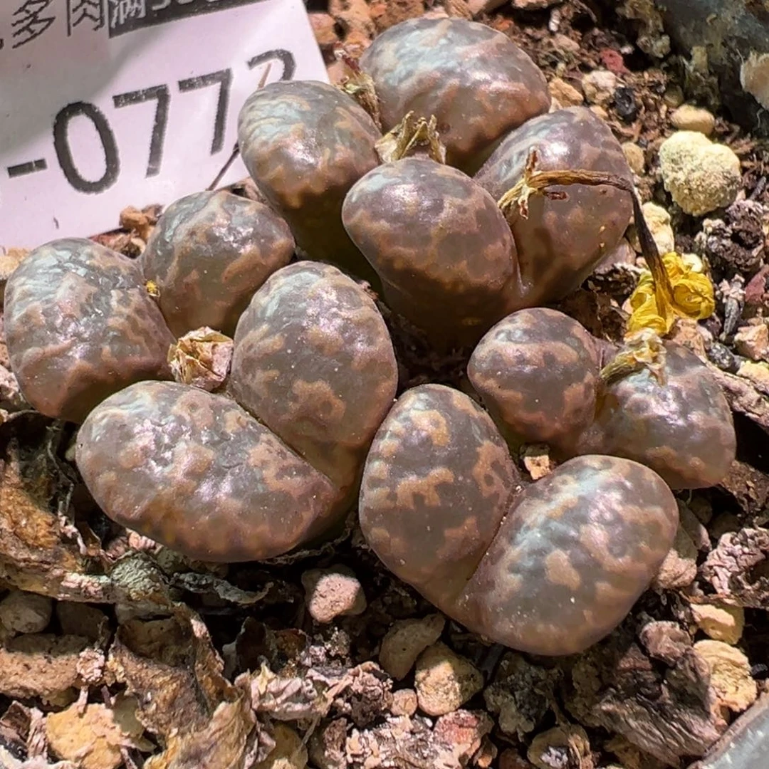 多肉植物1111111111111