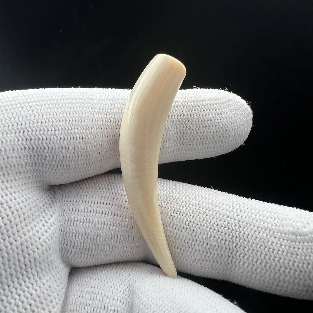 L4424天然猛犸 迷你小牙尖51.9mm一物一图 假一罚十