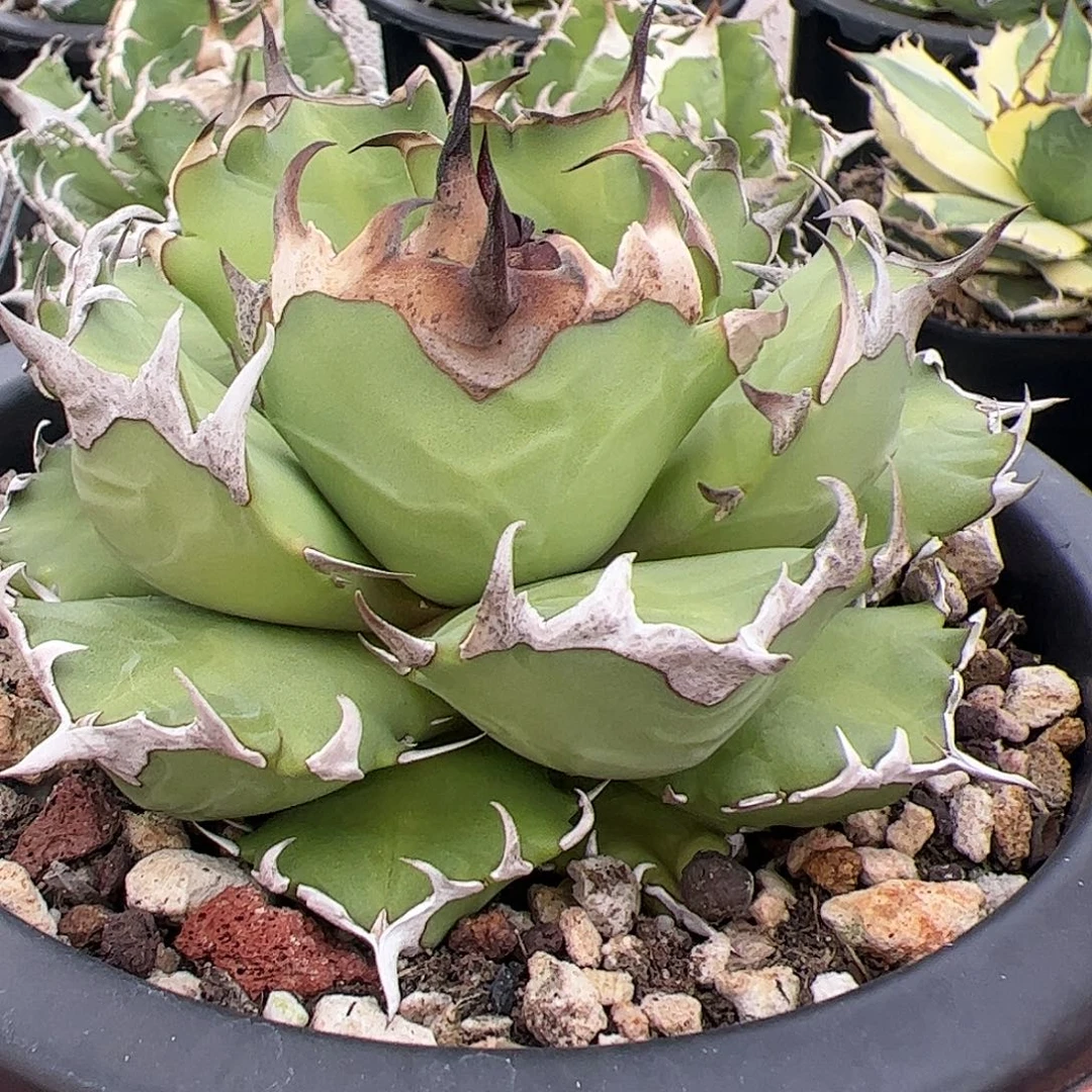 姬仁龙舌兰仁王冠