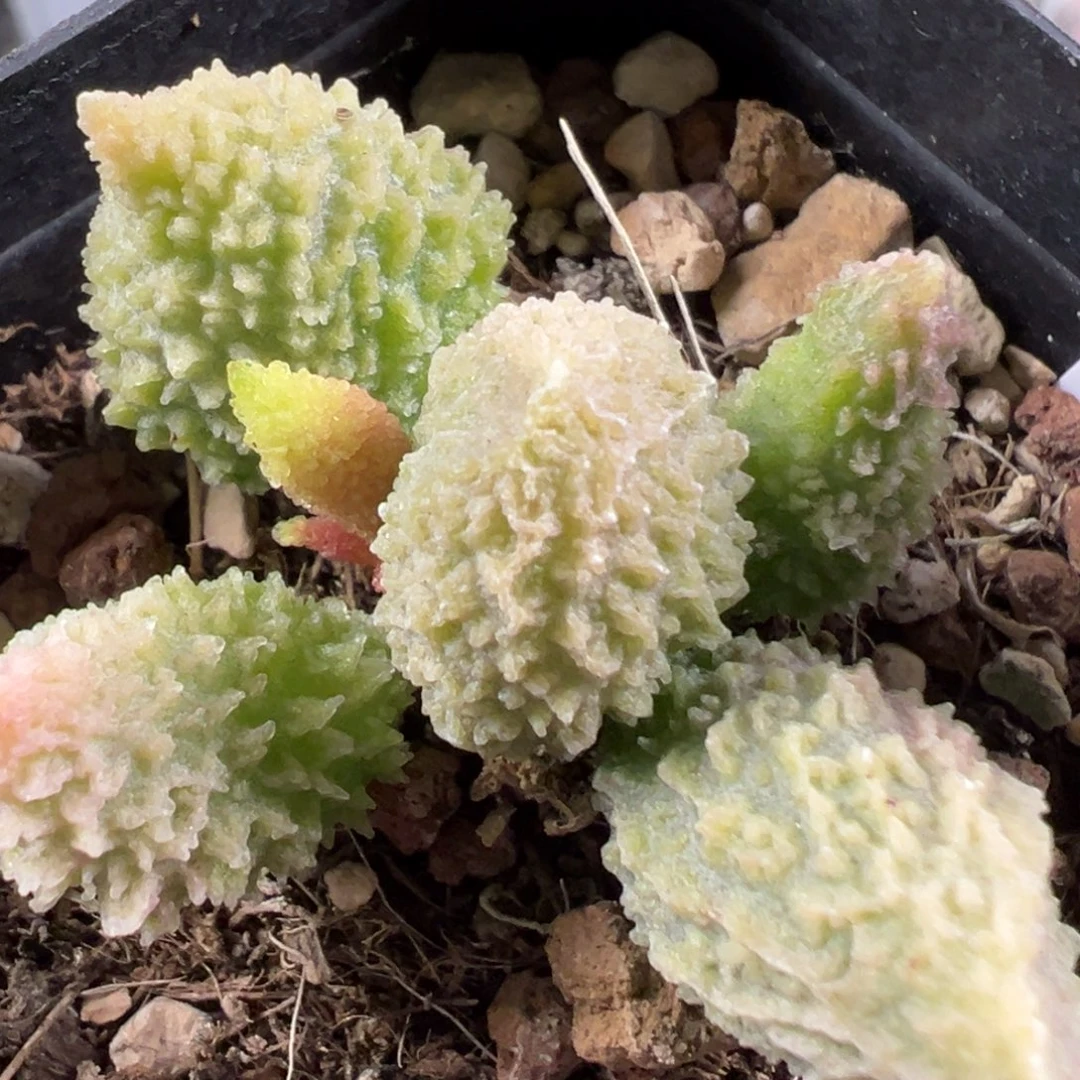 w黄金朱紫玉季节锦