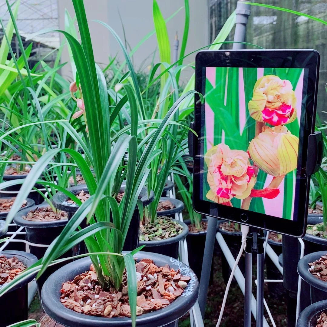 当前无花栽培后可以开花