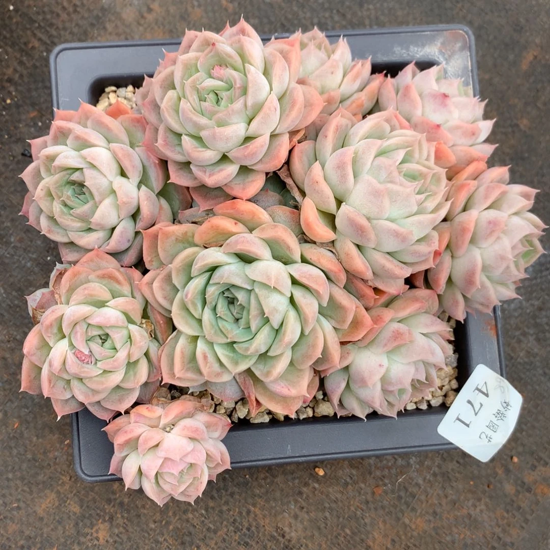 471杂交多肉老桩18冠