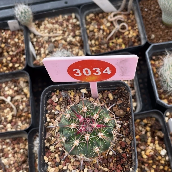 ꧁***꧂实生美刺球属紫宝玉3034