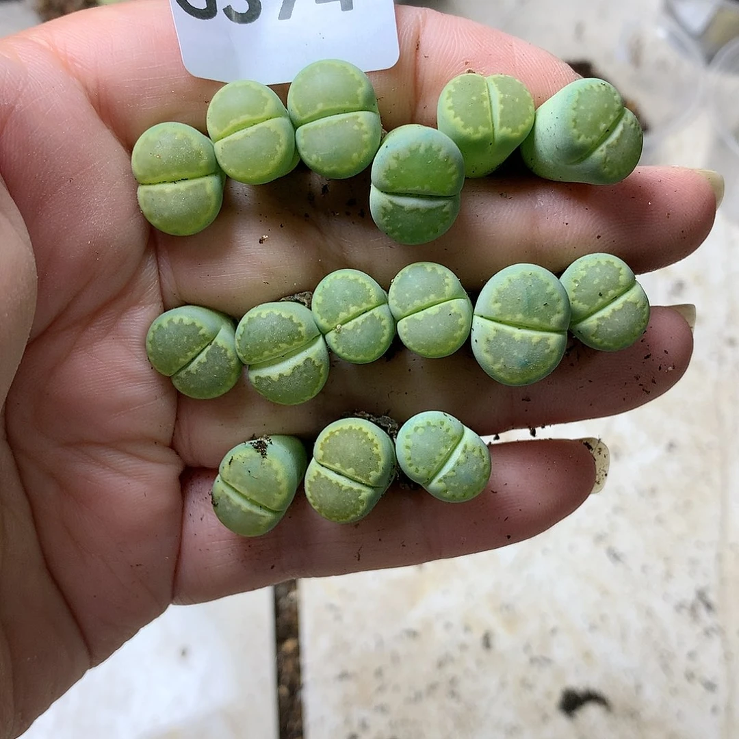 龙****天G374多肉植物保护