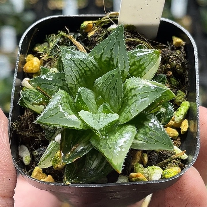 74三头实生寿锦头家多肉十二卷