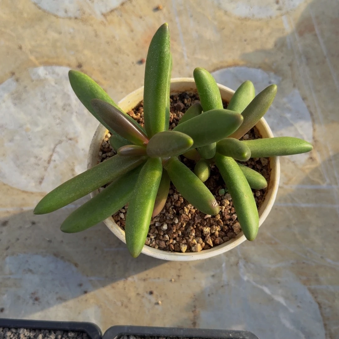 椰子树 双头  一物一拍