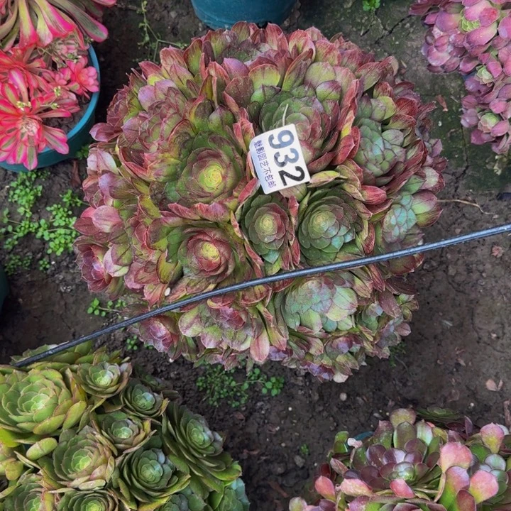 黑魔花27-6包邮花花