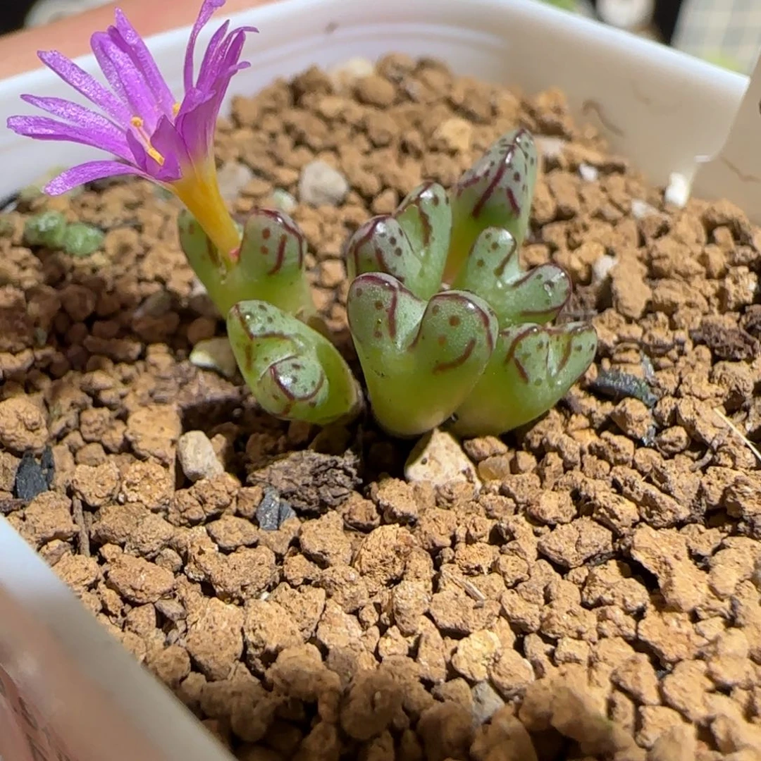 肉锥多肉植物组合-海伦利亚1354