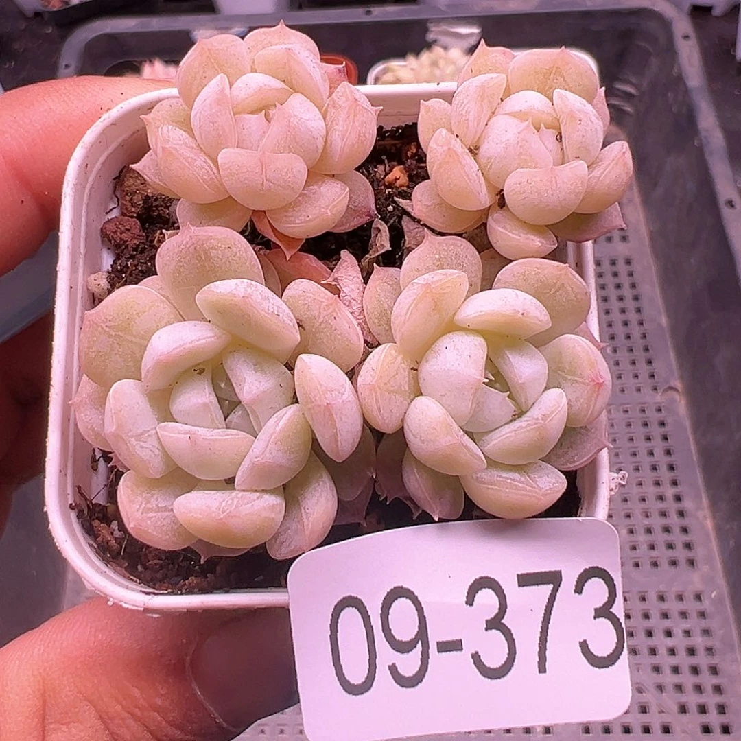 小卡拉米糖心一物一拍9-373