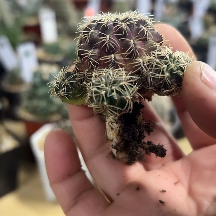 坦***待荧光紫沟宝山一颗