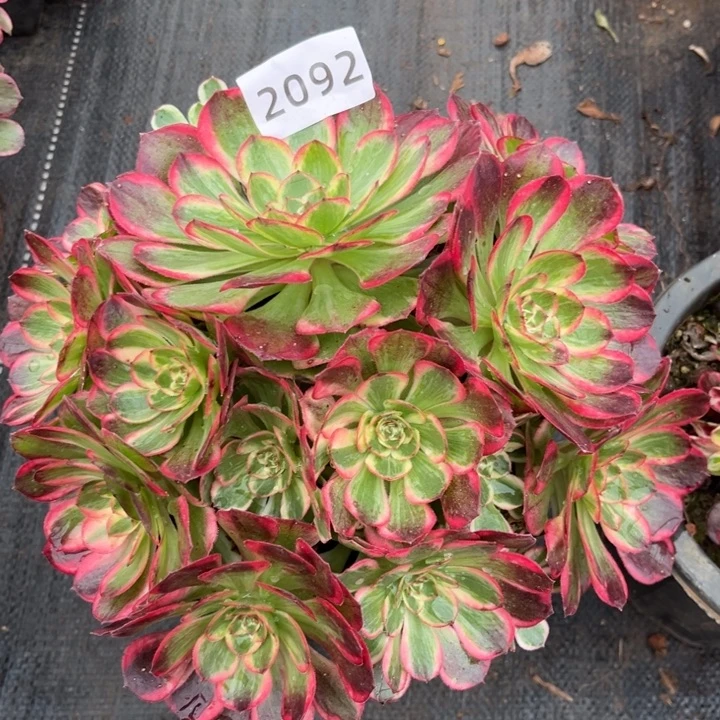 新品赤子心特价多肉