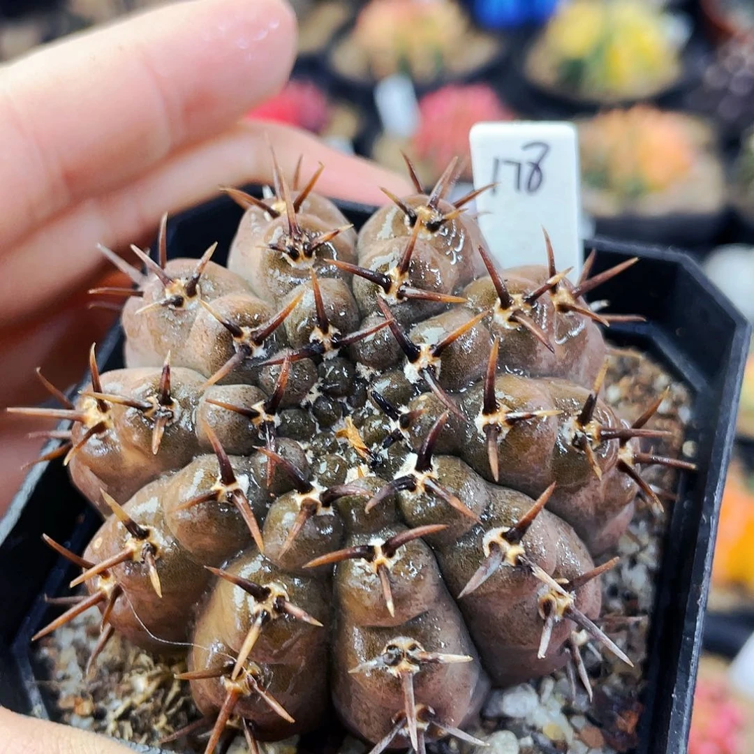 非偏远地区满25包邮仙人球