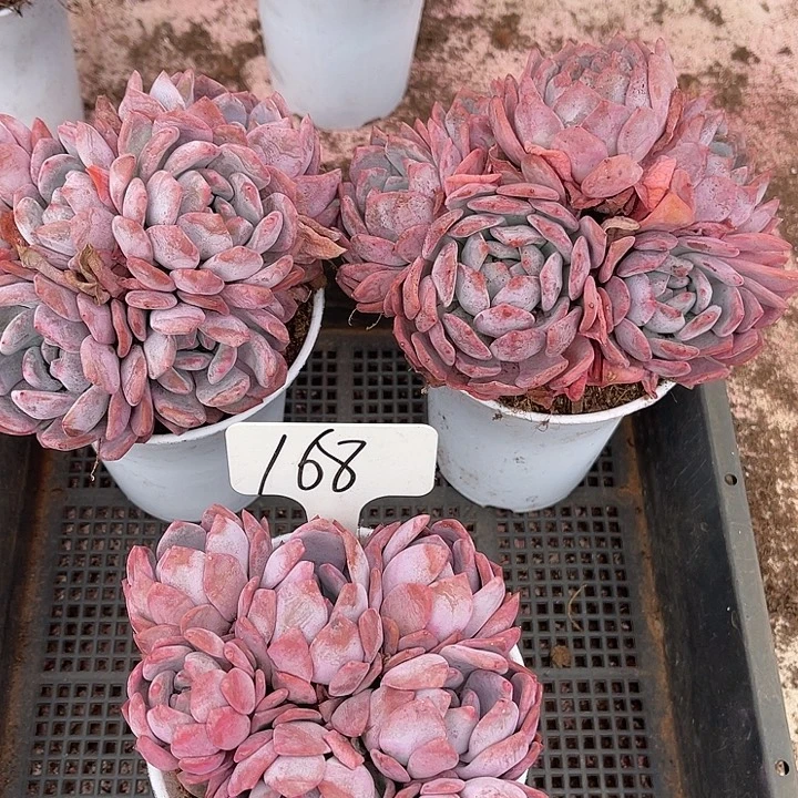 杨***花紫皮石榴籽星影168