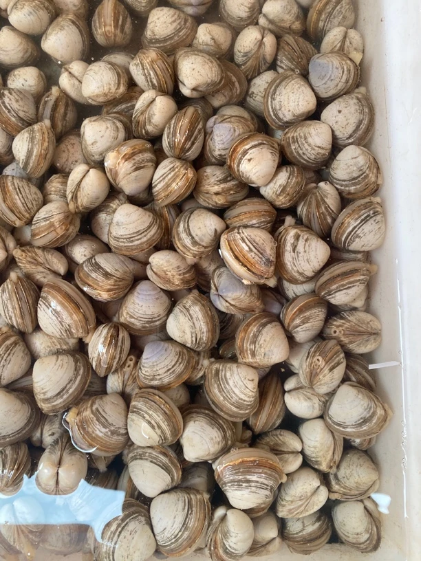 无沙白蛤（中个，肥美无沙，按斤销售）