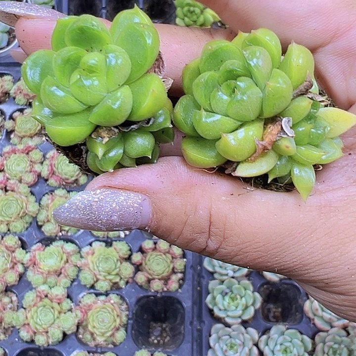 莱拉珍妮苗5个19包邮