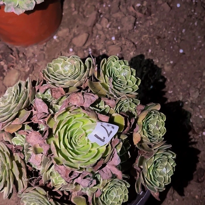 571孔雀翎多肉植物